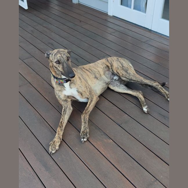 Photo of Hugo