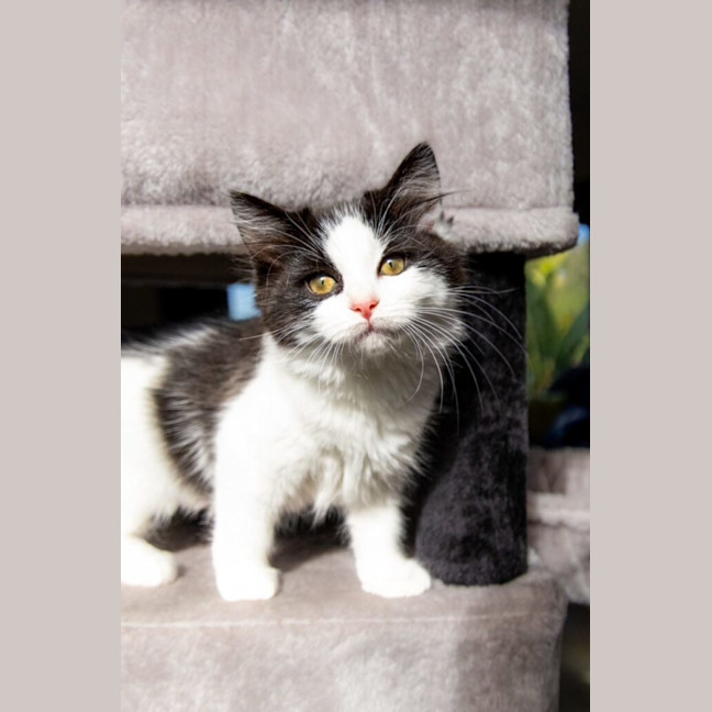 Photo of Juniper