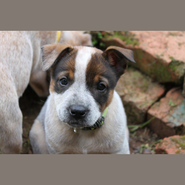 Photo of Salsa