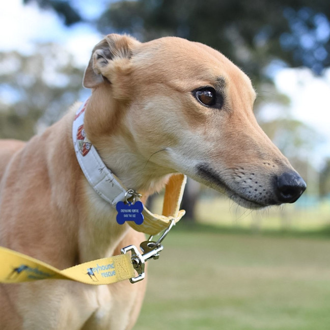 Photo of Cheesecake The Greyhound