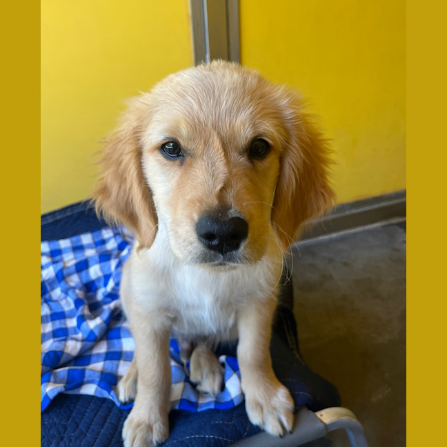 Photo of Gus Gus