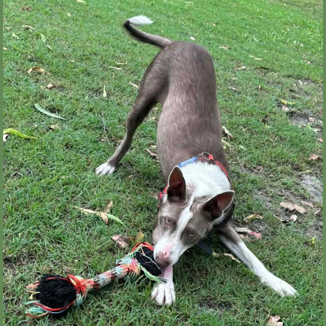 Photo of Pearl