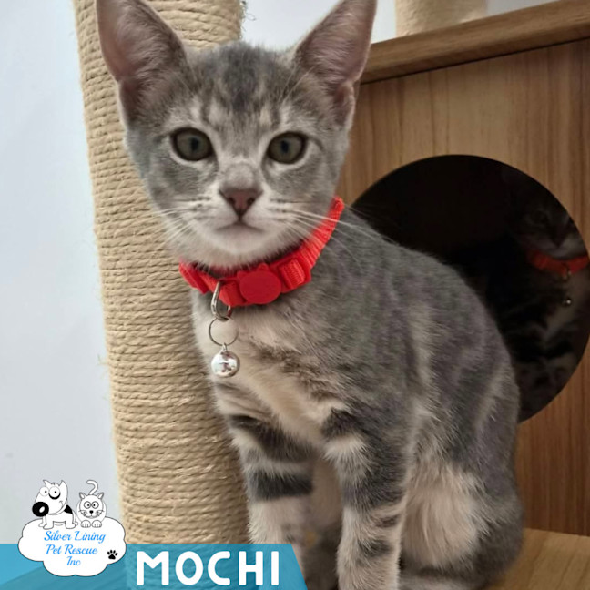 Photo of Mochi