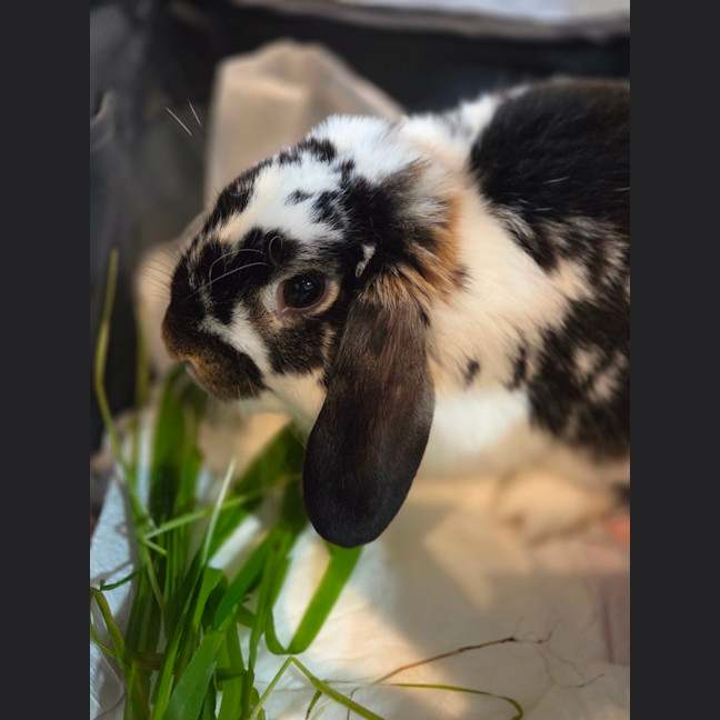 Photo of Samuel
