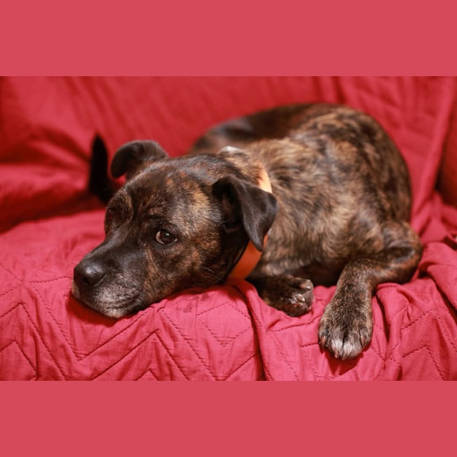 Photo of Maxwell 