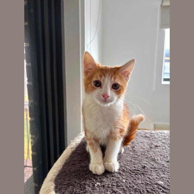 Photo of Bon Bon Meet Me@Petstock Hastings Store 