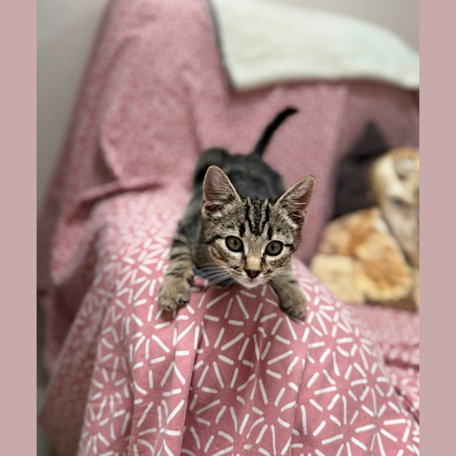 Photo of Squeak (9229)