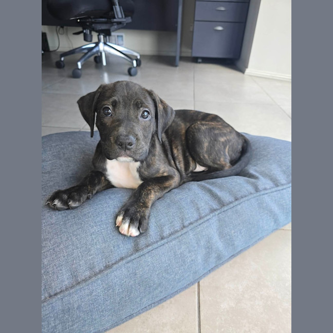 Photo of Pip