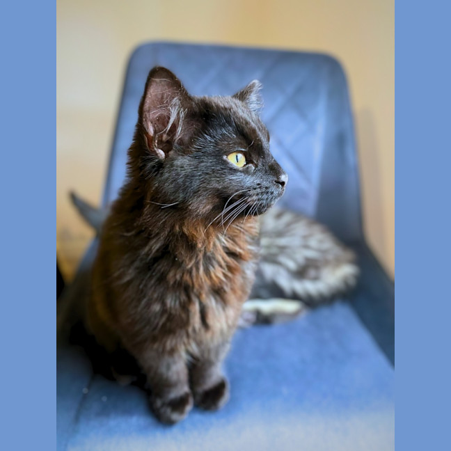 Photo of Bear