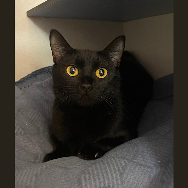 Photo of Willow