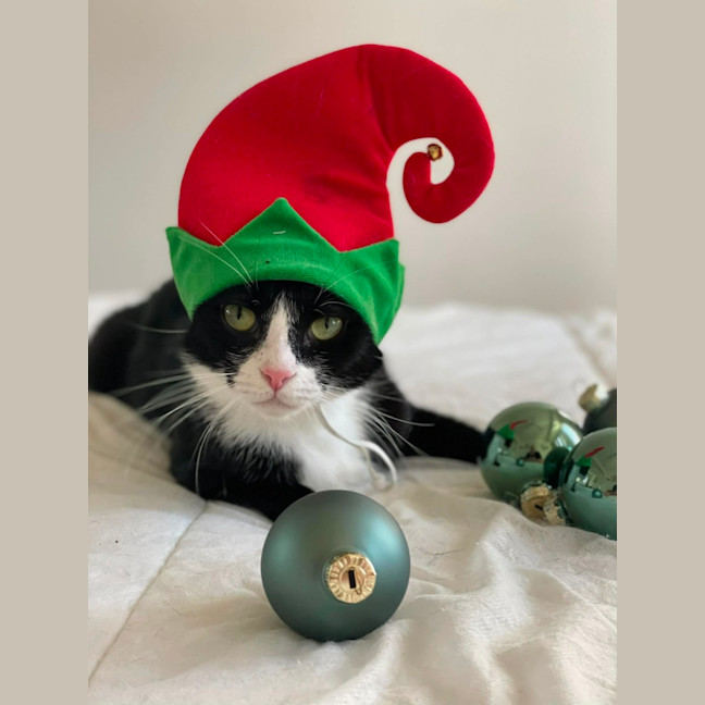 Photo of Pawdrey Hepburn