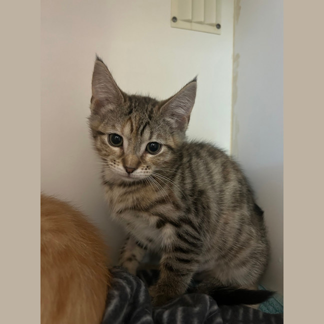 Photo of Tiki