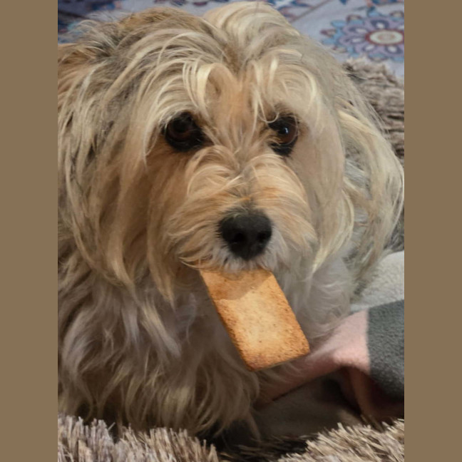 Photo of Indie 