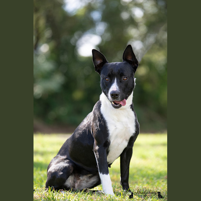 Photo of Lucky