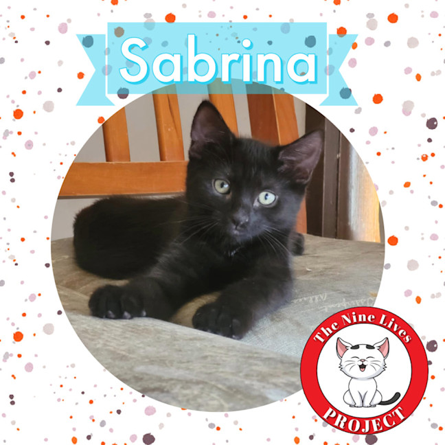 Photo of Sabrina *9 Lives Project Rescue*
