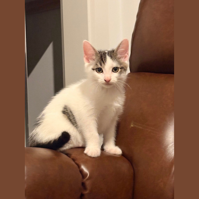 Photo of Lil' Todd