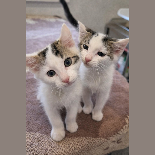 Photo of 🐘 Mastodon 🐘