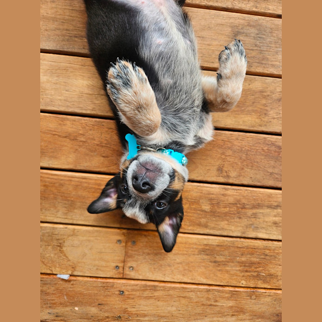 Photo of Roo   7 Week Old Cattle Dog X Kelpie
