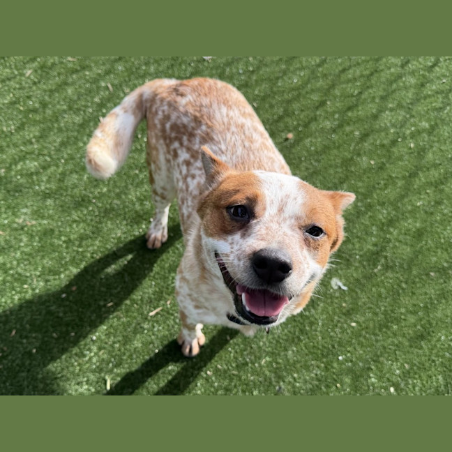 Photo of Millie Imp 1335