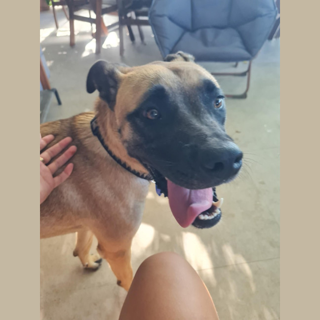 Photo of Dolly   2 Year Old Mixed Breed