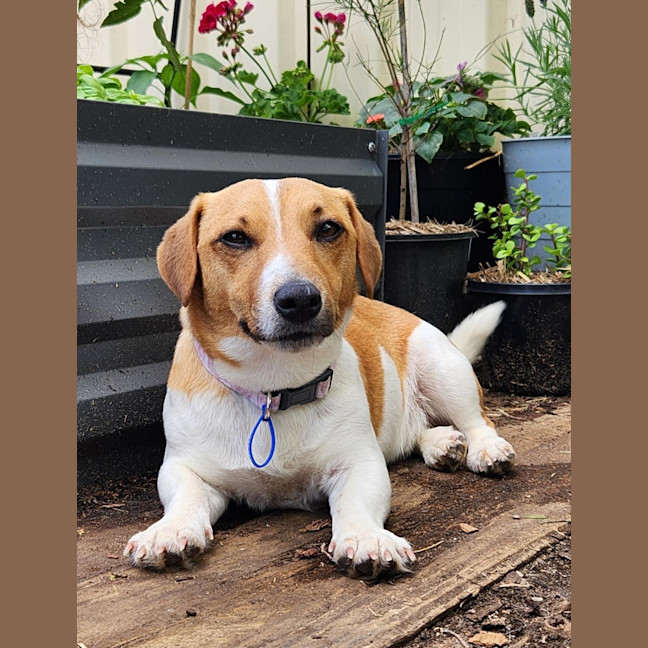 Photo of Snuggles   11 Month Old Jack Russell 