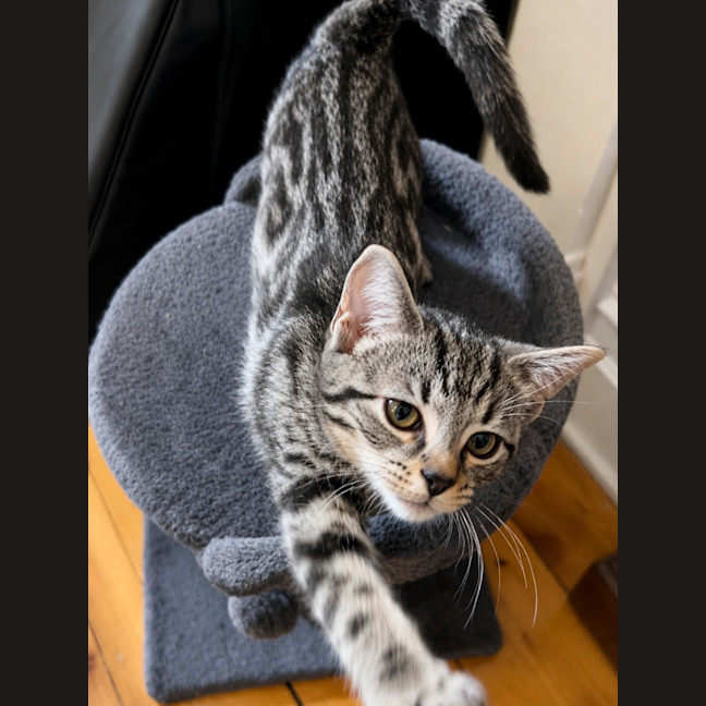 Photo of Boo Boo