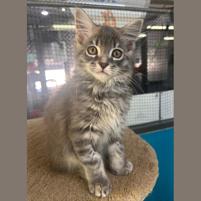 Photo of Vanilla Ice 