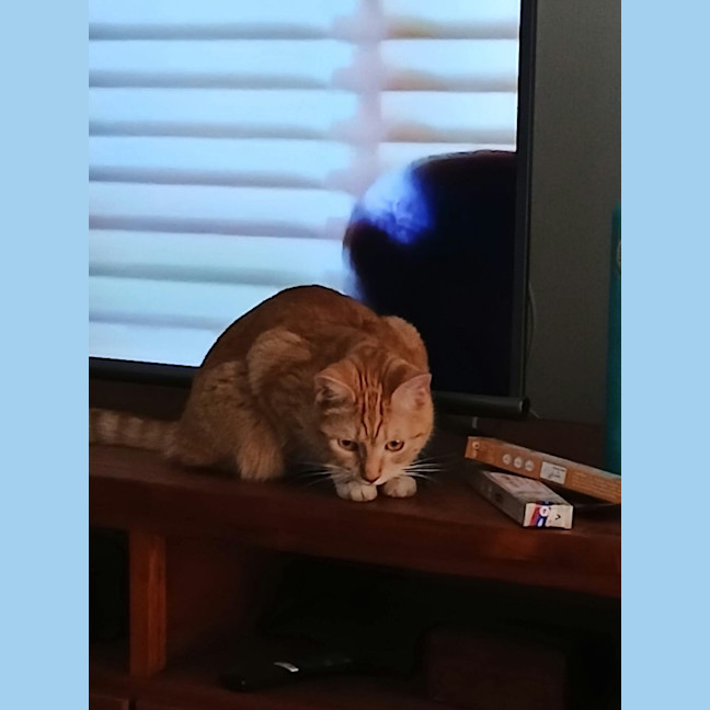 Photo of Clementine 