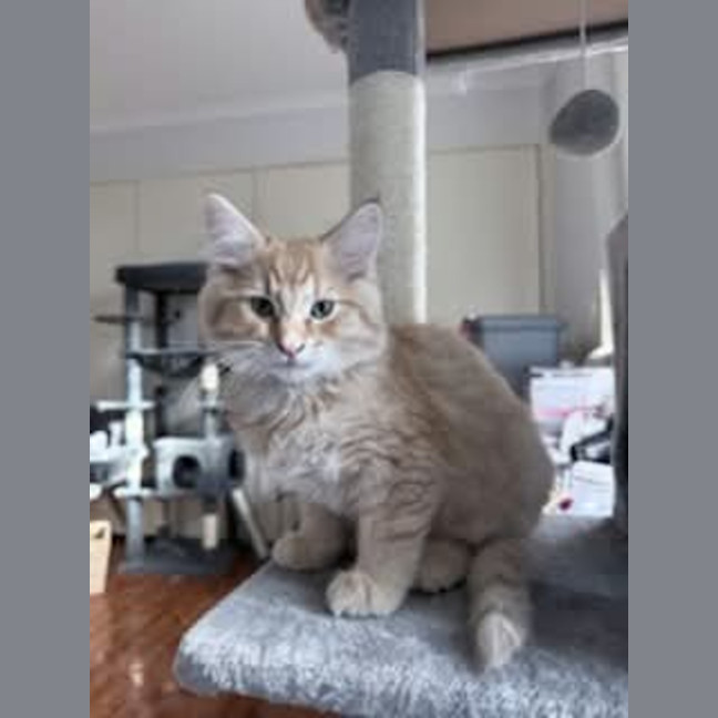 Photo of Gravy *9 Lives Project Rescue*