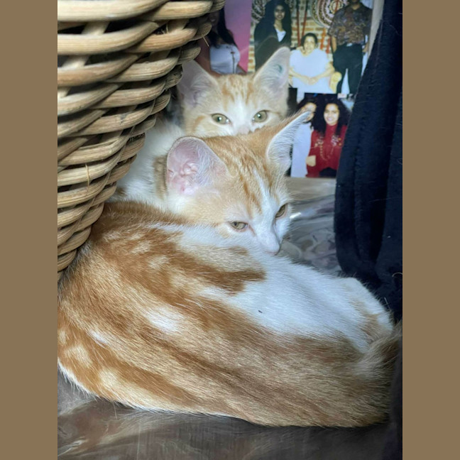 Photo of Viper **2nd Chance Cat Rescue**