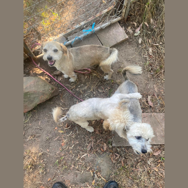 Photo of Frankie 💙