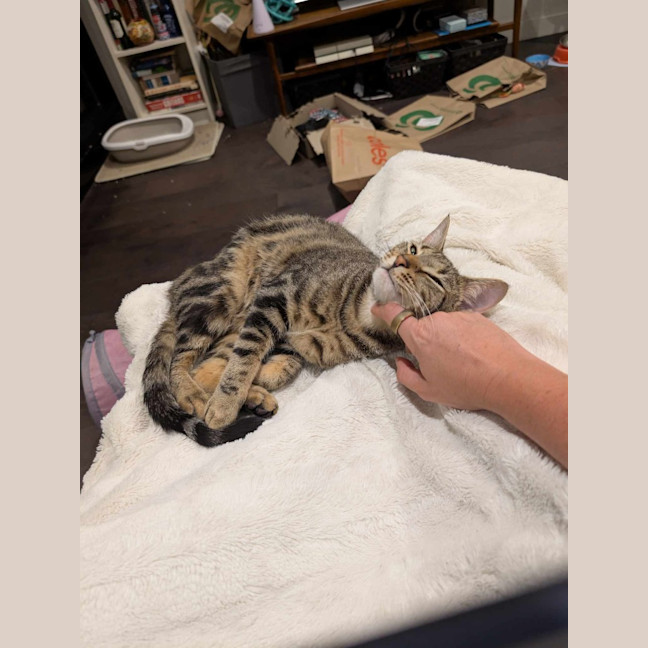 Photo of Henry (Tabby)