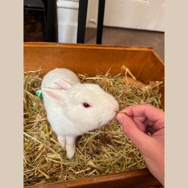 Photo of Bunnifer Anniston