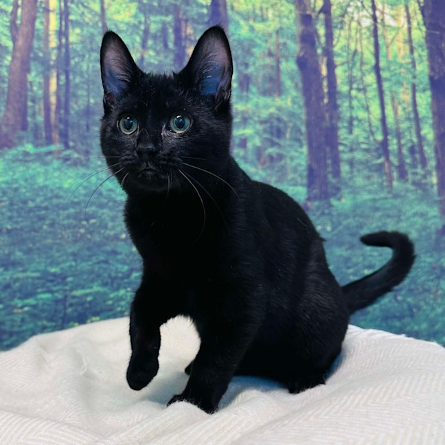 Photo of Cat Man   Located In Preston