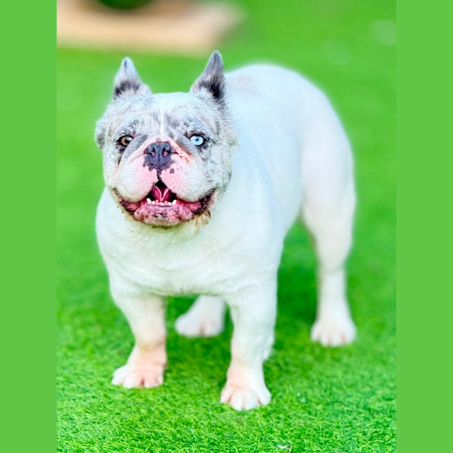 Photo of Wiggles