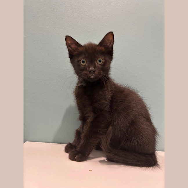 Photo of Kitten Crew