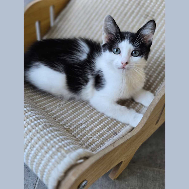 Photo of Cleo