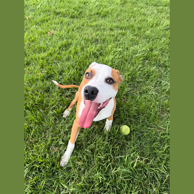 Photo of Rusty