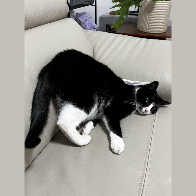 Photo of Oreo