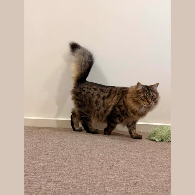 Photo of Cha Cha