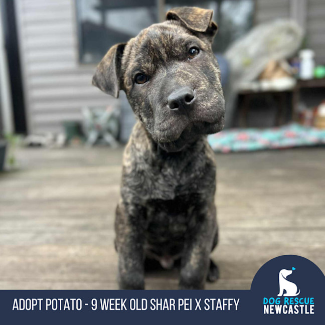 Photo of Potato   9 Week Old Shar Pei X Staffy 