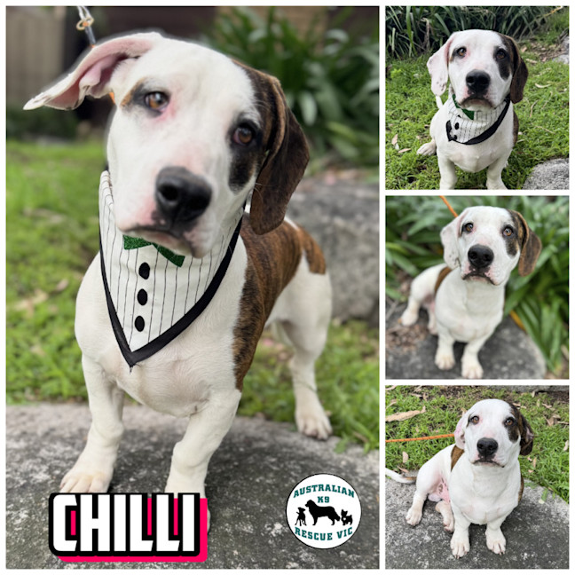 Photo of Chilli Flake 