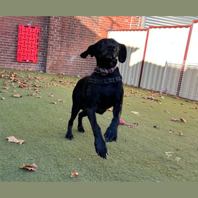 Photo of Olive