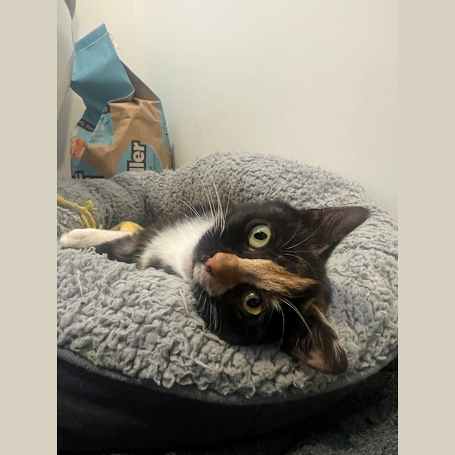 Photo of Lemon
