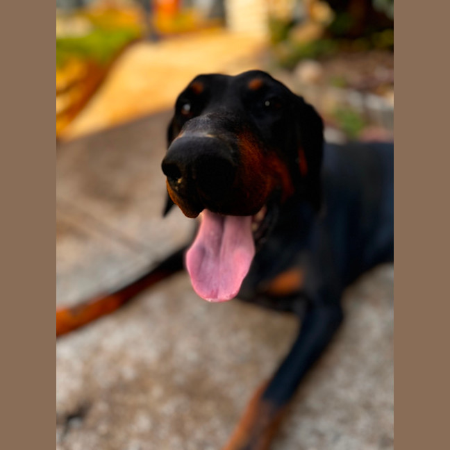 Photo of Mr B Von Dobermann