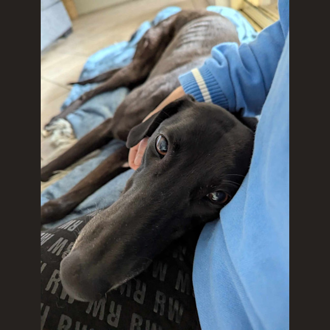 Photo of Bronte, Young Greyhound