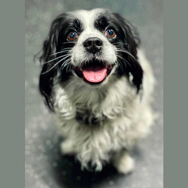 Photo of Bella