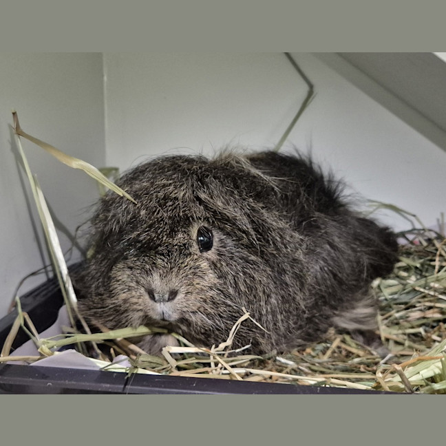 Photo of Patch (Bonded To Coco)