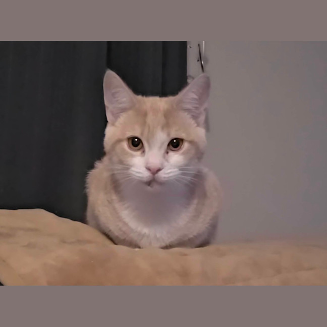 Photo of Peewee 