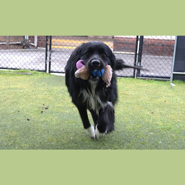 Photo of Beau